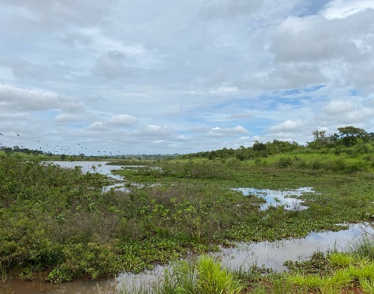 Virada Ambiental